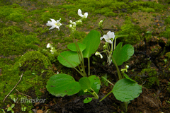 Impatiens dendricola